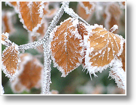 Laub mit Eisrand