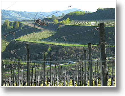 Im Kaiserstuhl