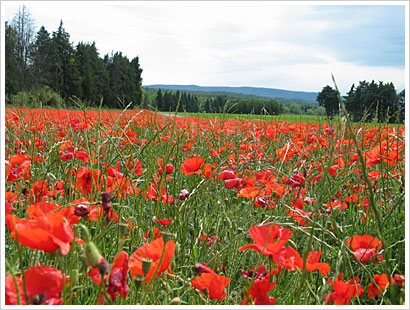 Mohnfeld in der Provence