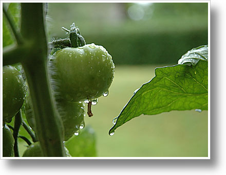 Gartenbilder Gartenbilder