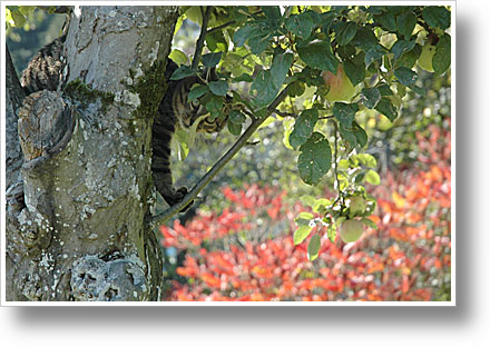 Katze im Baum Katze im Baum