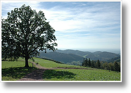 Wanderpanorama Schwarzwald Wanderpanorama Schwarzwald