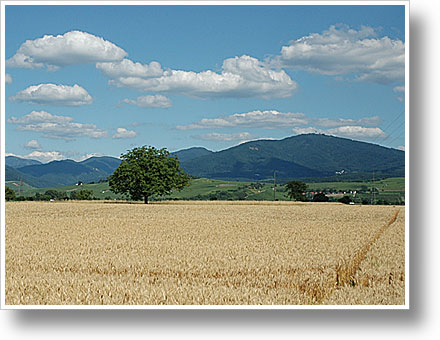 Südschwarzwald