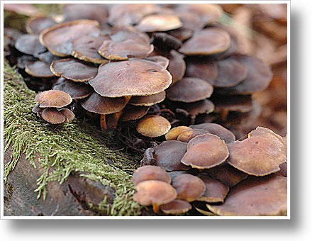 Pilze