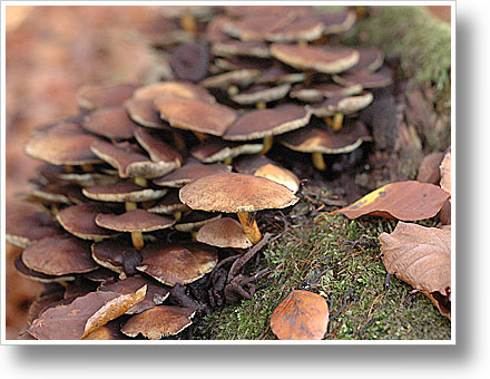 Pilze