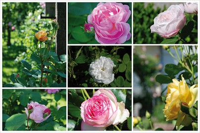 100611_pk_rosen_640 Rosen-Collage