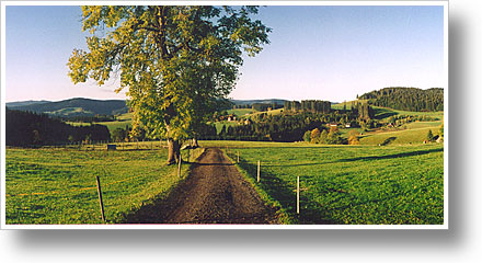 Bei Breitnau mit Blick zum Feldberg