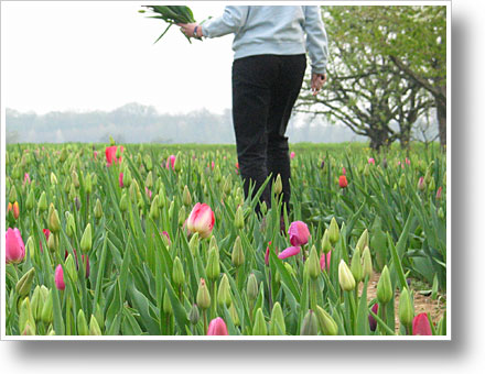 Tulpenfeld