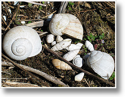 Stilleben mit Schneckengehäusen