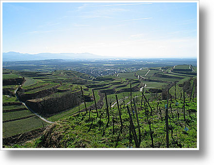 Weinterrassen bei Ihringen Weinterrassen bei Ihringen