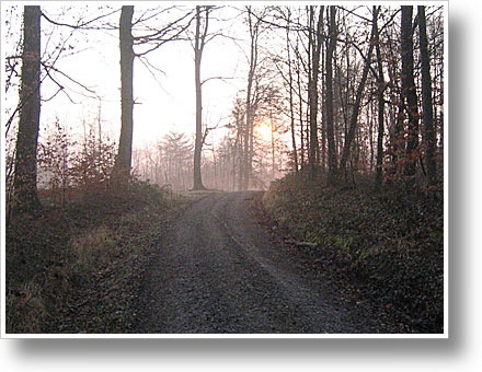 Morgendlicher Waldweg in Emmendingen