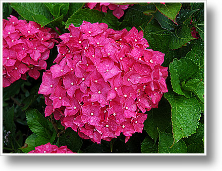 Hortensie