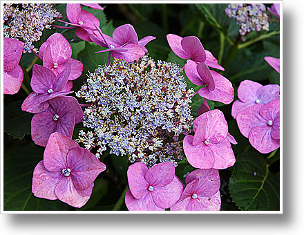 Hortensie