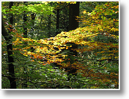 Schwarzwald-Wanderungen im Herbst