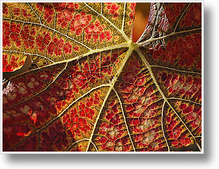 Photofriday: Sharp