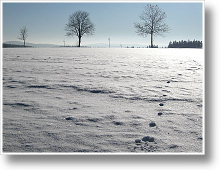 Photofriday: White