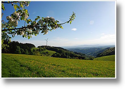 Panoramablick von Freiamt
