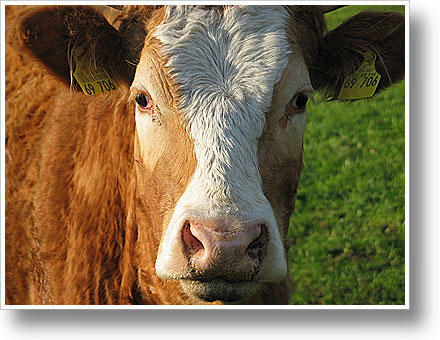 Photofriday: the face - im Schwarzwald