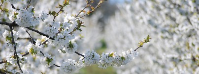 Kirschblüte am Kaiserstuhl