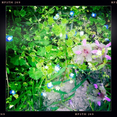 Frühling an Nimberg