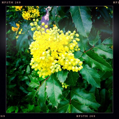 Frühling an Nimberg