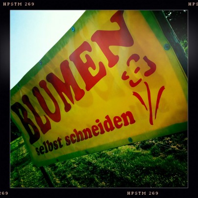 Blumen selbst schneiden