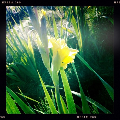 Blumen selbst schneiden