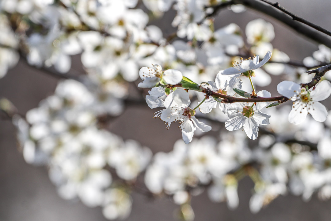 Das Bokeh gibt es bei großen Brennweiten quasi gratis...
