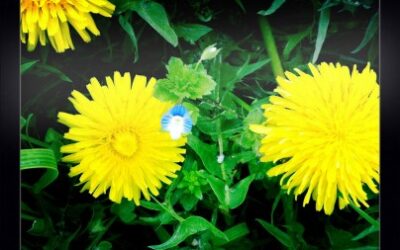 Frühling am Nimberg